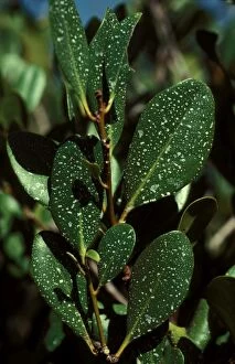 Mangrove Gallery: Mangrove, detail of salt-secreting leaf. Australia