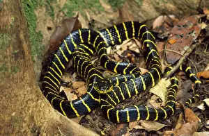Mangrove Snake Kinabatangan River