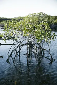 Mangrove Stand AW 652 In water P. Espinosa Fernandina, Galagagos &copy; Adrian Warren / ARDEA LONDON