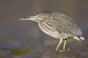 Mudflat Prints: Mangrove / Striated Heron - showing plumage of immature bird - feeding on small fishes found in the pools in tidal