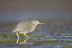 Mangrove / Striated Heron - showing plumage of immature bird - feeding on small fishes found in the pools in tidal mudflats around mangrove habitat - Queensland - Australia