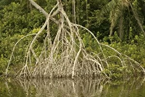 Images Dated 20th January 2004: Mangrove Swamp / Forest Congo, Central Afria