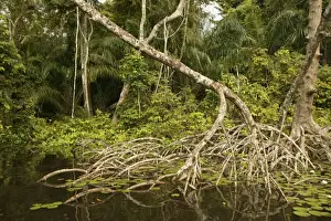 Mangroves Prints: Mangrove Swamp / Forest Congo, Central Africa