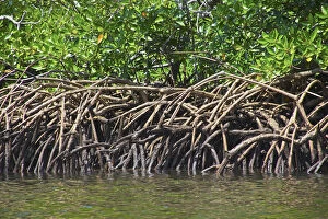 Mangrove trees, Morowali Nature Reserve