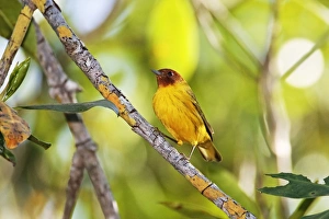 Mangrove Warbler Mangrove Warbler