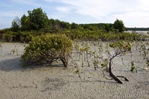 Images Dated 26th September 2011: Mangroves