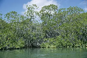 Mangroves AW 650 Turtle Cove Santa Cruz, Galapagos Island. © Adrian Warren / ARDEA LONDON