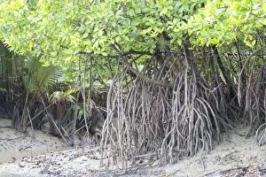 Images Dated 20th March 2014: Mangroves along the Batang Salak