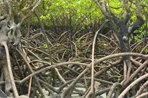 Mangrove Prints: Mangroves - precious and rare mangrove habitat at Cape Tribulation at low tide