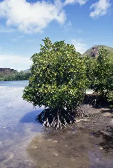 Mangroves Prints: Mangroves Seychelles