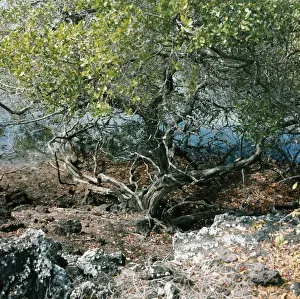 Mangroves Prints: Mangroves SG 8418 James Island, Galapagos Islands. © ARDEA LONDON