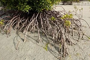 Mangrove Gallery: Mangroves showing exposed aerial roots at low tide