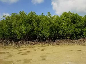 Mangroves - survive well along Queenslands tidal sand flats providing a haven for many young marine animals