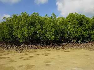Mangrove Prints: Mangroves - survive well along Queensland's tidal sand flats providing a haven for many young marine animals
