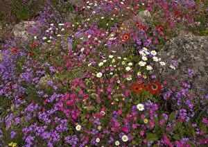 Images Dated 1st April 2005: The Mani peninsula in spring - stunning display of flowers. Calabrian soapwort (magenta)