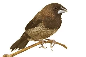 Mannikin / Finch - aviary bird