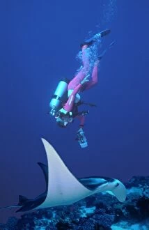 Manta Ray - Diver Valerie Taylor filming a Manta
