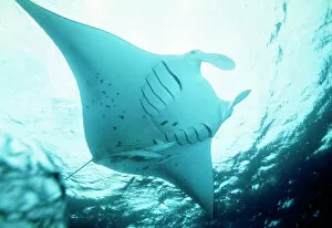 Manta RAY - In feeding mode, from underneath, showing distended gill slits, with Remora
