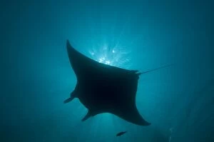 Manta Ray - gentle plankton feeders they have no sting on their tail - this black colour is rare