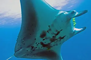 Marine Prints: Manta Ray - gentle plankton feeders they have no sting on their tail - Raja Ampat - Papua