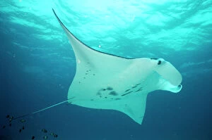 Fish Collection: Manta Ray Great Barrier Reef, Indo Pacific