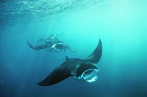 Manta RAY - group (squadron) feeding (mouth open) on plankton along a current line Manta RAY - group (squadron) feeding (mouth open) on plankton along a current line
