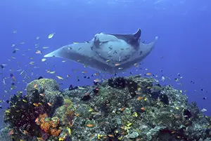 Ampat Prints: Manta ray (Manta birostris) glides over