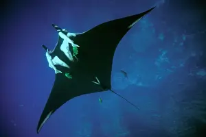 Manta Rays Prints: Manta Ray - with sucker fish (remora) attached Pacific Ocean, Mexico. SPE00311