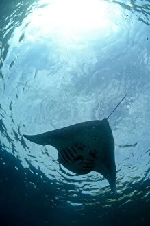 Alley Gallery: Manta Ray from below with sun in background Manta