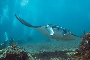Manta Ray being watched by divers Manta Channel