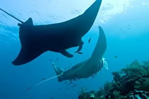 Manta Rays - line up at a cleaning station - The front ray is being cleaned by dozens of cleaner wrasse while the back