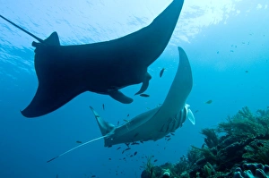 Manta Rays - line up at a cleaning station - The front ray is being cleaned by dozens of cleaner wrasse while the back ray waits for her turn Manta Rays - line up at a cleaning station - The front ray is being cleaned by dozens of cleaner wrasse while the back ray waits for her turn