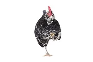 Mantes Chicken Cockerel / Rooster