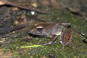 Images Dated 16th October 2006: Mantidactylus cf. luteus Nosy Mangabe Madagascar