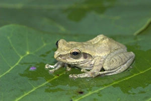 Images Dated 16th October 2006: Mantidactylus Tornieri - Endemic Madagascar