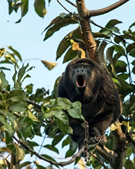 Mantled Howler Monkey adult howling on tree