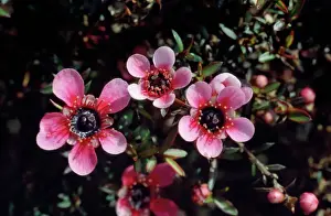 New Zealand Prints: Manuka / New Zealand Tea Tree - pink flowers are garden varieties from the original white flower