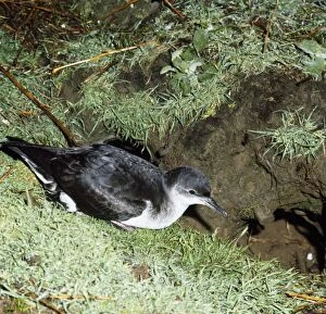 Images Dated 26th May 2010: MANX SHEARWATER - At burrow entrance