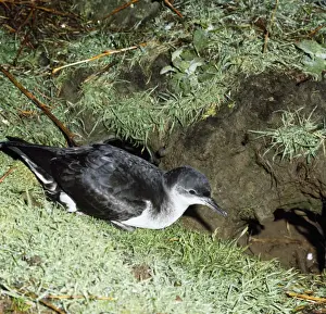 Shearwater Prints: Manx Shearwater - at burrow entrance - Skomer