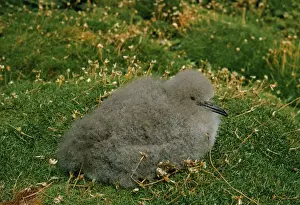 Eire Prints: Manx Shearwater Chick, Puffin Island, Co Kerry
