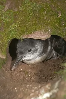 Images Dated 4th June 2006: Manx Shearwater - at the entrance to its burrow