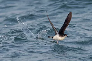 Taking Off Collection: Manx Shearwater - in flight - running on the sea for take off - Dorset - UK