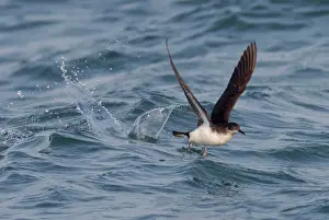 West Country Prints: Manx Shearwater - in flight - running on the sea for take off - Dorset - UK