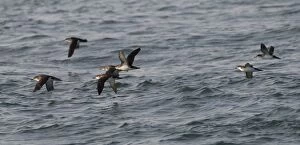 Manx Shearwater - in flight over the sea