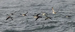 Manx Shearwater - in flight over the sea - Dorset - UK