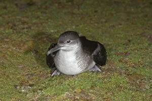 Images Dated 4th June 2006: Manx Shearwater - on the ground - Skokholm
