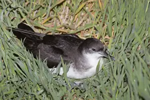 Shearwater Prints: Manx Shearwater - Skomer - Wales - UK