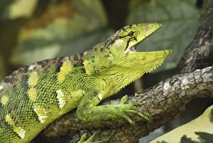 Anole Prints: Many-Colored Bush Anole / Common Monkey Lizard Colombia