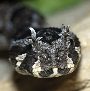 Adder Prints: Many-horned Adder. South Africa