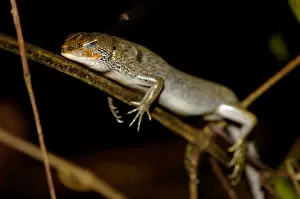 Skinks Prints: A Many-lined Sun Skink ()